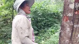 siv kingkham rau yas tuag nab los txab zoo heev