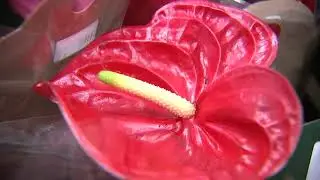 Mother's Day flower shortage blamed on COVID-19 pandemic | ABC7 Chicago