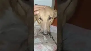 🐕💕❤️🥰street dog ##dog help #dog lover #dog shorts
