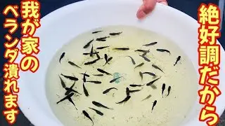 Collapsed killifish breeding farm