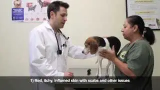 Pine Animal Hospital - Skin Allergies in Dogs and Cats