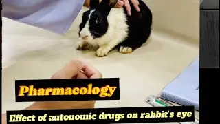 Effect of autonomic drugs on rabbit's eye| pharmacology| practical| ANS drugs| ospe