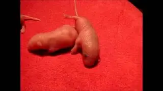Pinkie Mouse Attempting to Roll Over