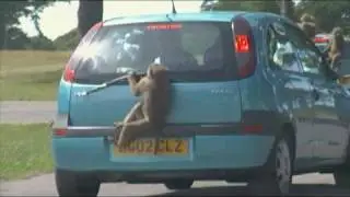 Baboons at Knowsley Safari Park