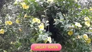 Menata Bunga Terompet Agar Bunga Tambah Menawan