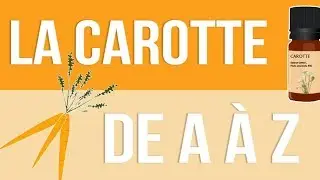 [HUILES ESSENTIELLES] À la découverte de la Carotte