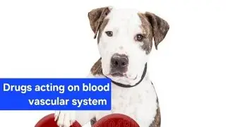 Drug acting on blood vascular system | Veterinary Pharmacy VLDA lecture 15 #veterinary#pharmacology