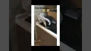 Pet Challenge to ruin everything🤣🤣 #2023 #youtubeshorts #cat #funny #dog #funnycats #pets #fun #cute