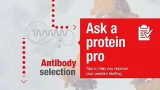 Ask a protein pro - Tips to help you improve your western blotting: Antibody selection
