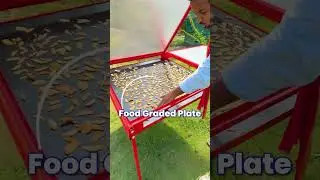 एक किलो सूखे चीकू की कीमत 700 रु😱🤑Chikoo Sun Drying Technique🔥👌 #indianfarmer #shorts