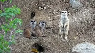 Curious Meerkat Cuties