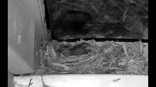 Robin Nest Cam