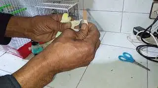 ماشاءالله  علاج  كسر  جناح  الطائر  بطريقة  دكية  وبسيطة