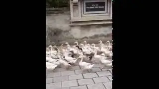 Large group of ducks going for a walk... 😊