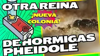 &iexcl;Descubre la hormiga escondida en el reinero!