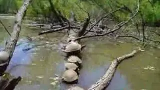 Turtles on Log