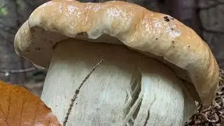 Boletus edulis /Funghi porcini mushroom 2025 #grzyby #Грибы #гриби #pilze #setas