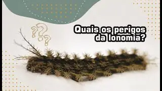 Os perigos da lonomia, TEMP2, EP32