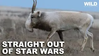Saiga Antelope: A Survivor of the Ice Age
