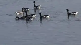 Brant flock at Bolsa Chica November 10 2010