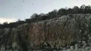 Golem Grad Island (aka Snake Island), Macedonia (FYROM) - The Birds!