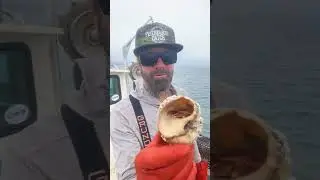 Hermit Crab, Chronicles De Barnacles #fyp #friendliestcatch #barnaclechronicles #crab #sea #californ