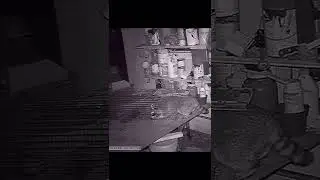 Trail Cam: Huge Raccoon Almost Gets Away #shorts #trapper #trapping #huntingvideos #hunting #viral