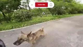 Funny Dog chaser| Drone chase #drone #funnypets #dog #funnyanimals #funny #prank #chinese #funnyvid