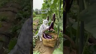 CAT IN FARM #cat #ytshorts #cute #animals #shorts #trend