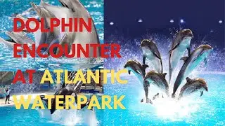 Live performance in Penguin Encounter Dubai #dubai #penguin
