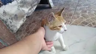 My rescued street cats in Israel//may god always bless you my babies caregiver in Israel//love babi