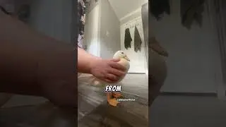 How to pick up a duck part 4.  The ￼ advance method. @wrinkletheduck #wrinkletheduck #meme #funny