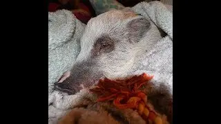 Is This Pig Possessed By a Demon?