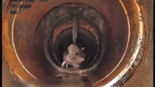 Ratte im Hausanschlusskanal