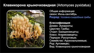 Клавикорона крыночковидная (Artomyces pyxidatus)