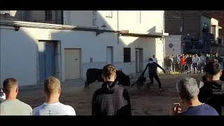Festejos Populares Vinalesa 2024.Toros Cerriles Ganaderias Cebada Gago.El Torero y Madroñiz.26/10