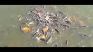 माछा रमाइलो गर्दैइ।#😁#reels #creative #fishing #fish #taudaha 