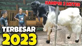 BAKAL JADI RAJA KAMBING TERBESAR 2023