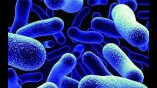 components of immune system للدكتور كرم