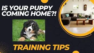 5 Essential Tips For Beginning Puppy Training
