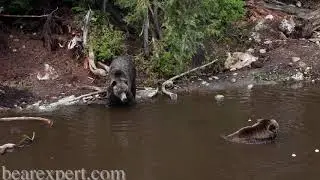 Grizzly Bears In Their Natural Habitat