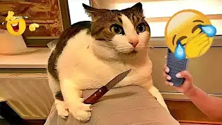 The funniest pet comedy movie of 2026 that you've ever seen 🥗 #animals #funnyvideos #funnyanimals