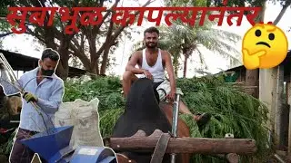 after cutting subabul.... | sable goat farm karmala | goat farming | sable farm |wood crusher