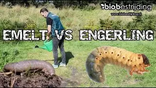 Emelt vs Engerling