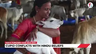 India forgoes &lsquo;Cow Hug Day&rsquo; as a Valentine&rsquo;s Day replacement
