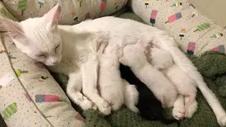 Purring Mama Cat Likes New Bed 😍