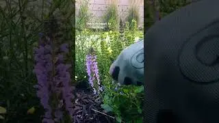 Gardening is like therapy! Garden ASMR with natural sounds! #nature #mygarden #gardenlife #garden