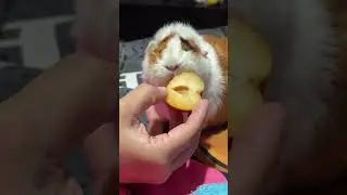 cinnabun eating plum #guineapigs #animaltime 