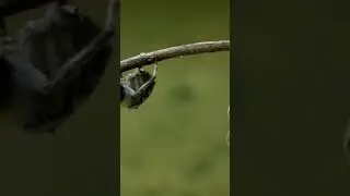 How Archerfish Shoot Water Directly at Prey!