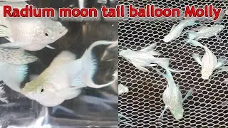 Molly fish | Balloon Molly | Moon tail balloon Molly | Radium moon tail balloon Molly | Shorts video